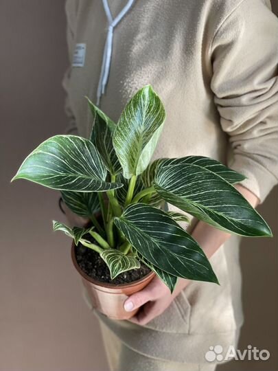 Филодендрон биркин d12