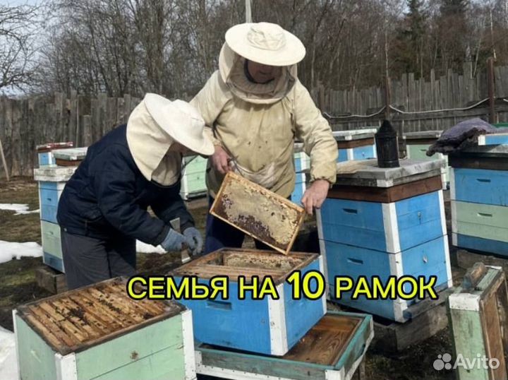 Продам пасеку, пчелосемьи