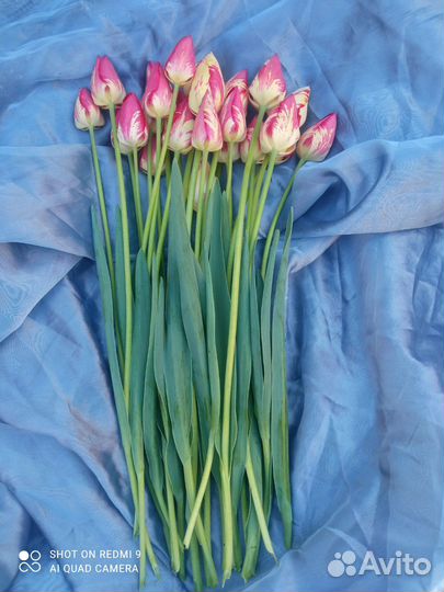 Тюльпаны срезка