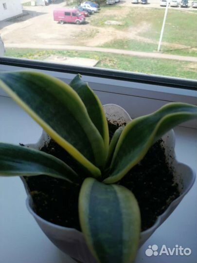 Сансевиерия