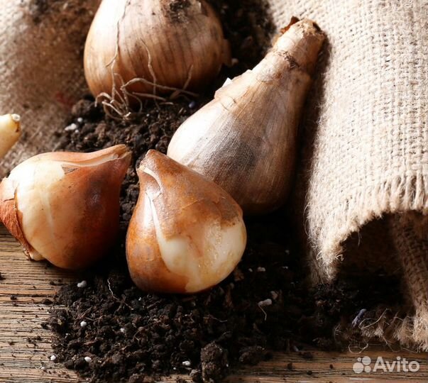 Луковицы тюльпанов опт