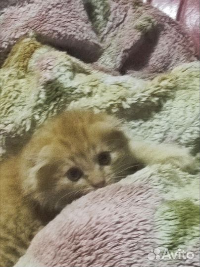 Котята
