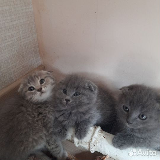 Котята