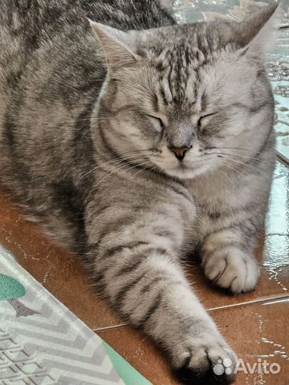 Кошка в добрые руки
