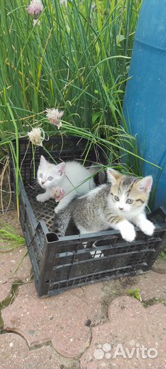 Котята от Сиамского кота