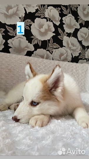 Щенки хаски