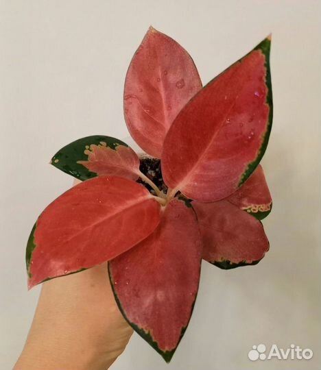 Сортовые аглаонемы