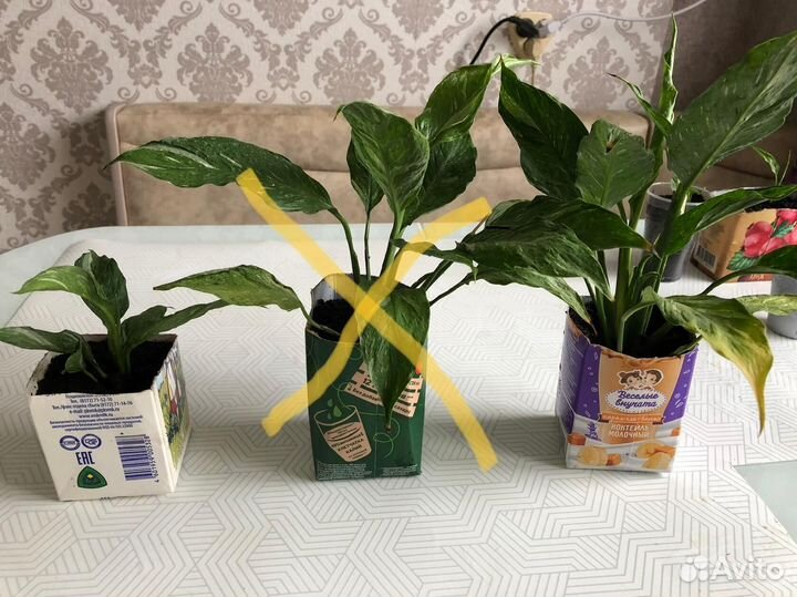 Спатифилиум Домино