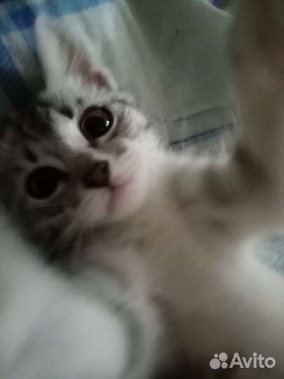 Кошки в добрые руки