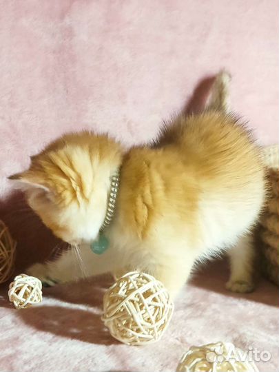 Котята золотая шиншилла