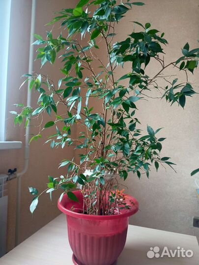 Фикус бенджамина