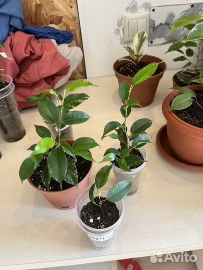 Сортовые фикусы