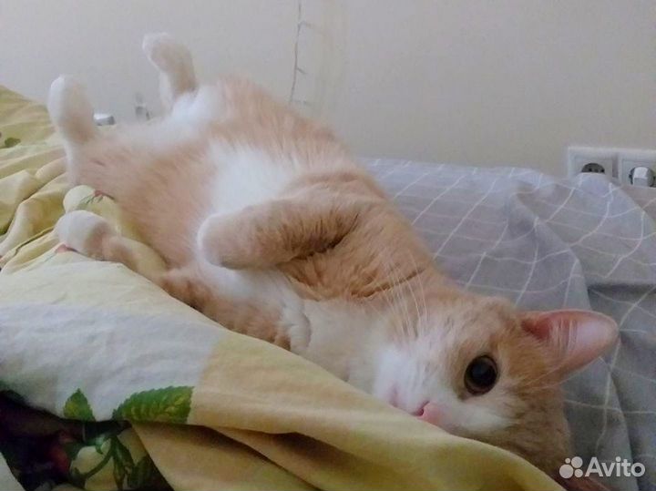 Рыжий кот счастье в дом бесплатно в дар