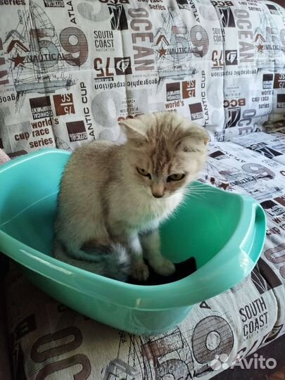 Кошка в дар за 1