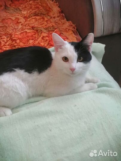 Кот Необыкновенный