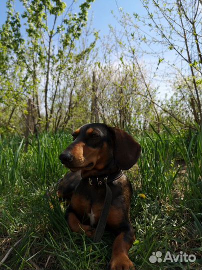 Жених такса