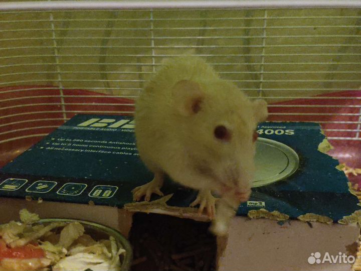 Продаю двух мышек со всей клеткой