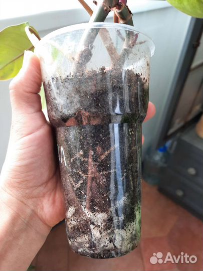 Филодендрон медуза