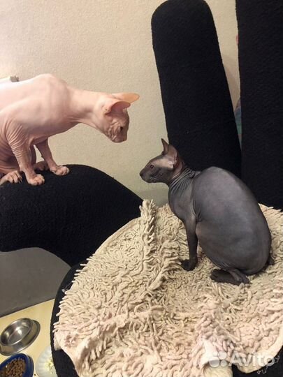 Котята сфинкс браш