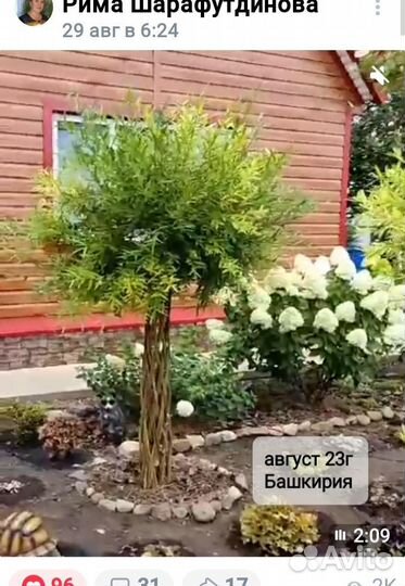 Плетёные деревья из сортового прута ивы арлекино