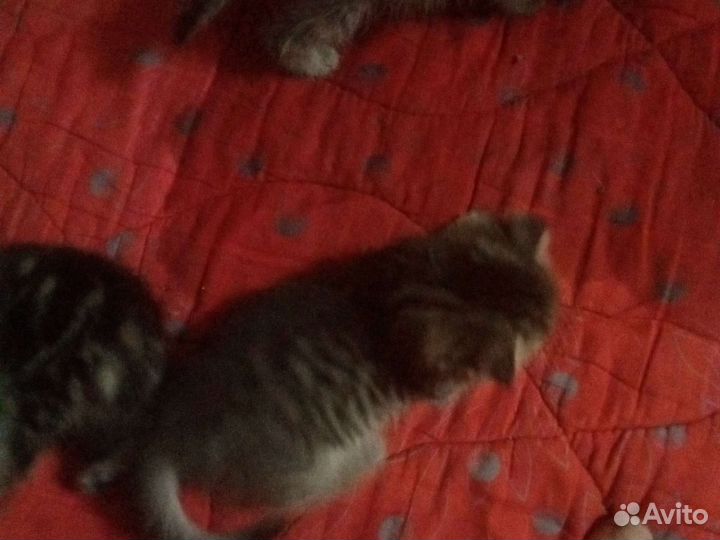 Кошка