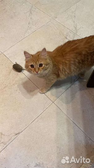 Потерялась кошка