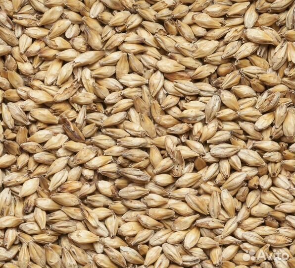 Солод Светлый оптом мешками 25кг