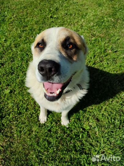 Среднеазиатская овчарка алабай вязка