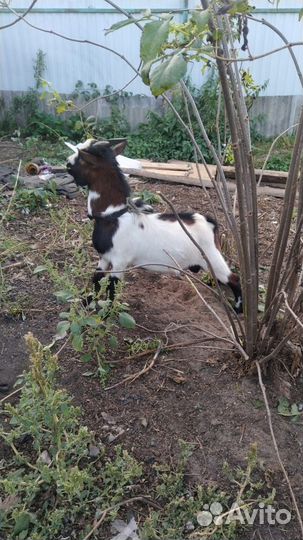 Камерунская коза