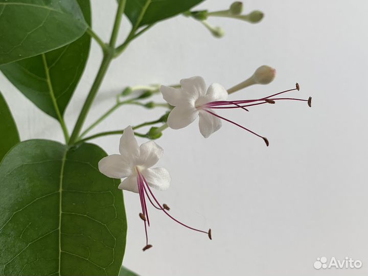Клеродендрум, красивый комнатный цветок, из Дубая