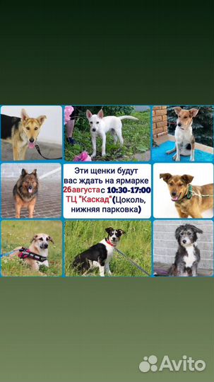 Щенки в добрые руки