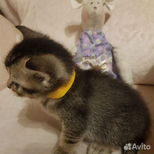 Котята британской золотой шиншиллы