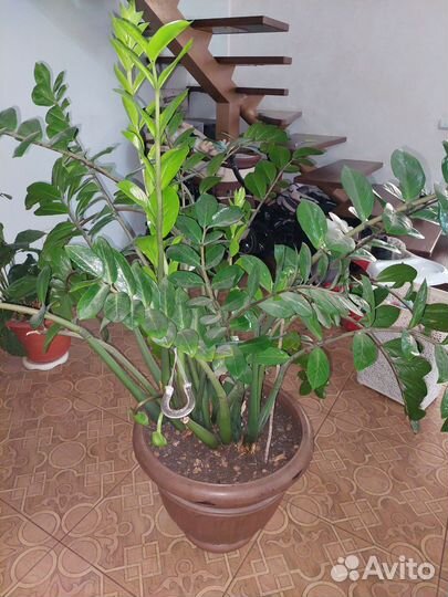 Зимиокулькас