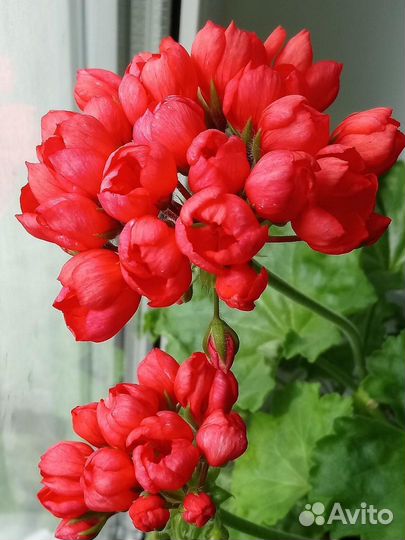 Пеларгонии сортовые