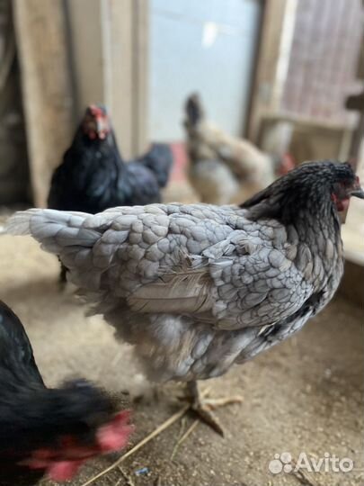 Домашние куры