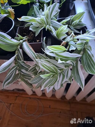 Традесканция рео