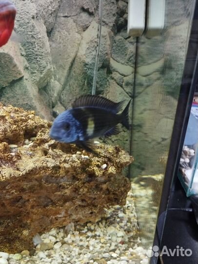 Трофеус звездчатый