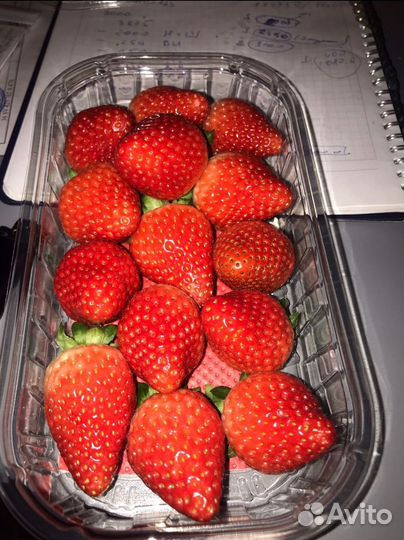 Клубника свежая Альбион, свежая клубника армянская