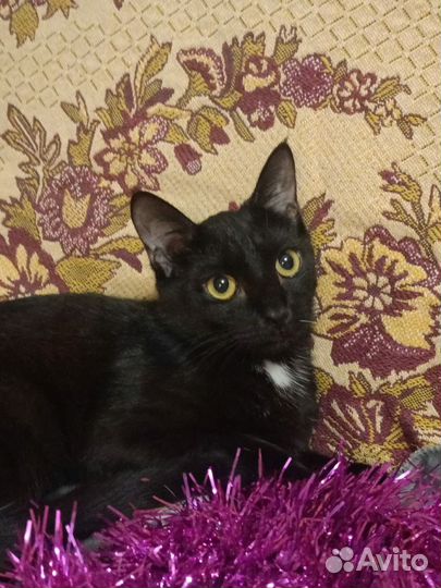 Кошки в добрые руки бесплатно