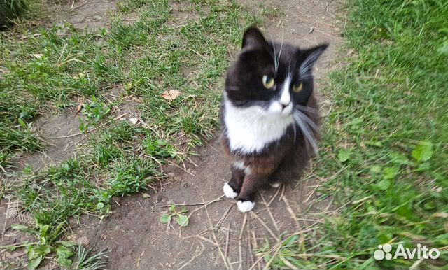 Шикарный котей Мишка в добрые ручки