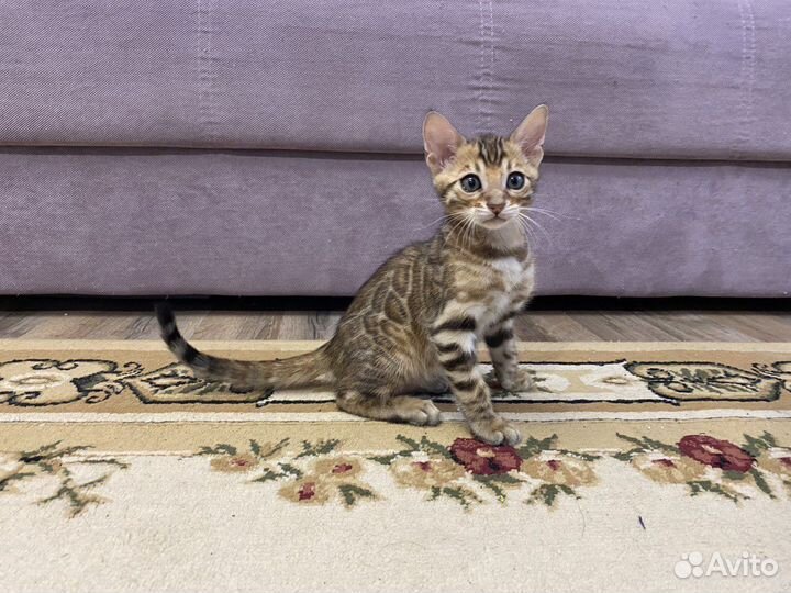 Бенгальские котята