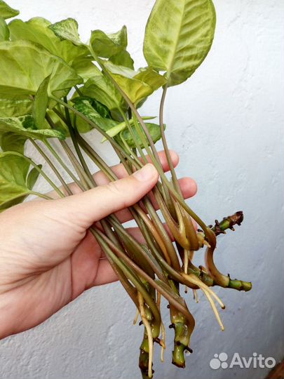 Сингониум, хороший укорененый отросток