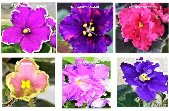 Детки сортовых фиалок набор 12 штук