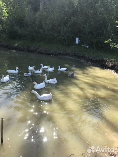 Продам гусика