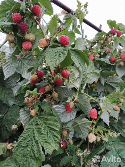 Малина ремонтантная