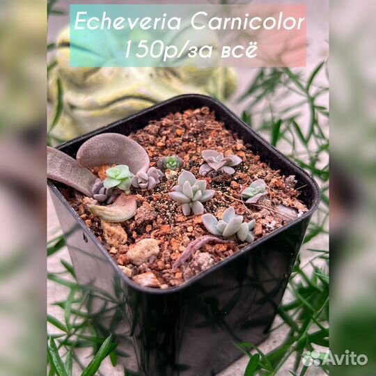 Редкие суккуленты ч. 6