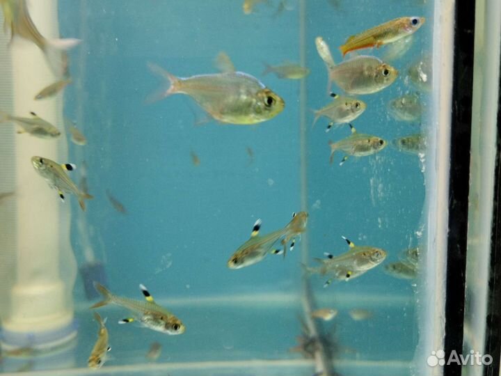 Аквариумные рыбки