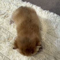 Шотландский вислоухий короткошёрстный котёнок