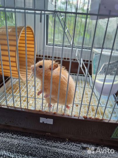 Хомяк и клетка