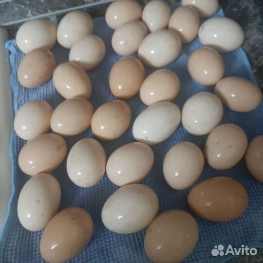 Домашние куриные яйца